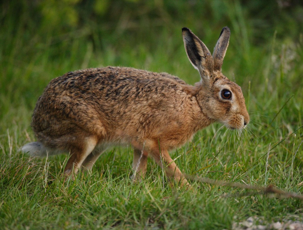 Hares in the Suffolk Landscape | Mike Rae
