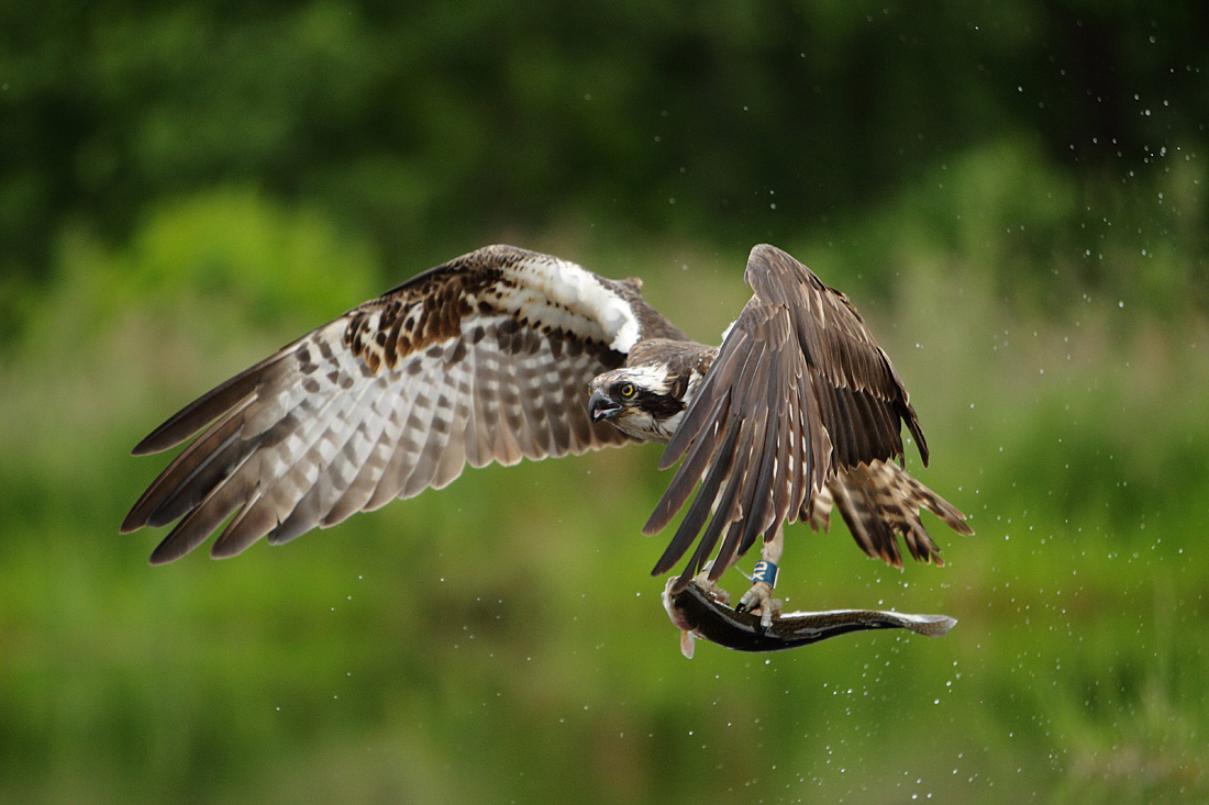 Ospreys fishing and missing at Rothiemurchus | Mike Rae