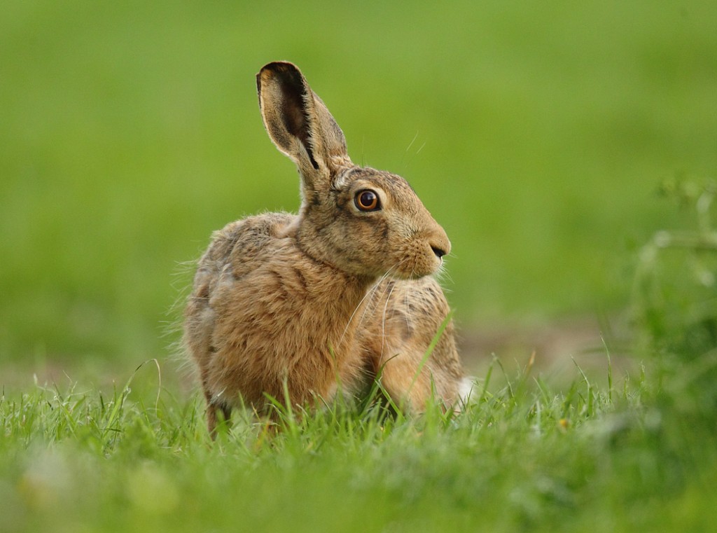 Wary Brown Hare, Suffolk dusk. Lepus europaeus | Mike Rae