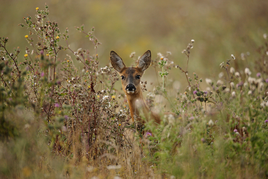 Roe Deer in the British Landscape | Mike Rae