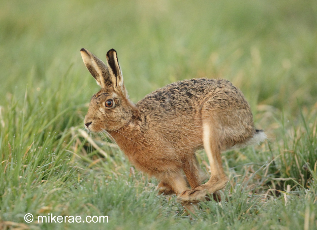 Brown hare running past fast in dewy grass, March dawn. Suffolk Lepus ...