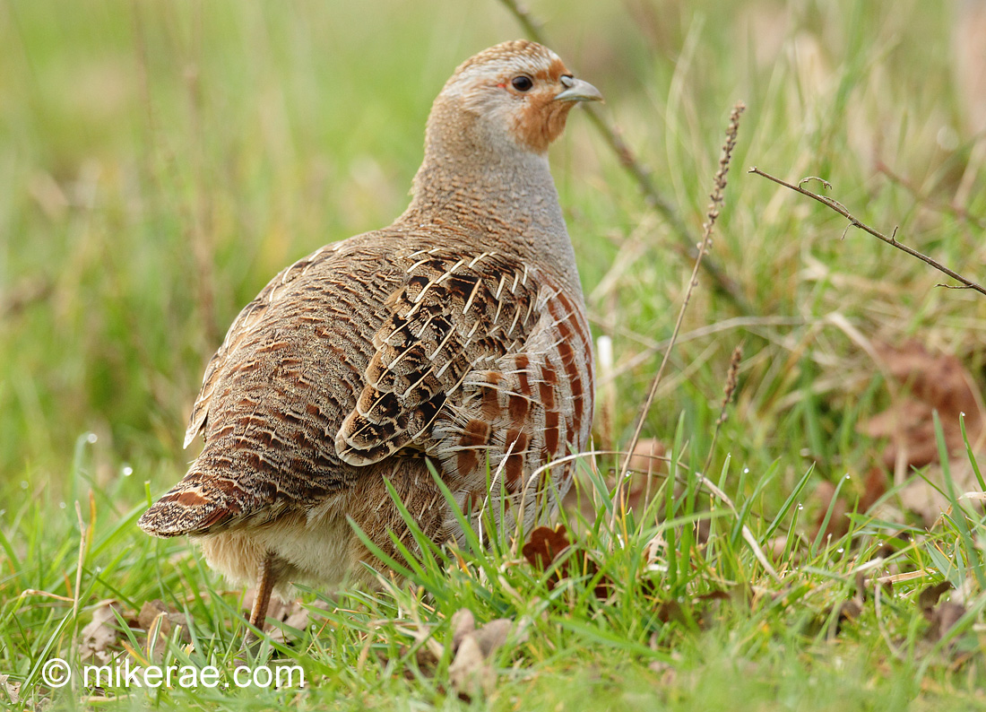 Birds in the British Landscape | Mike Rae