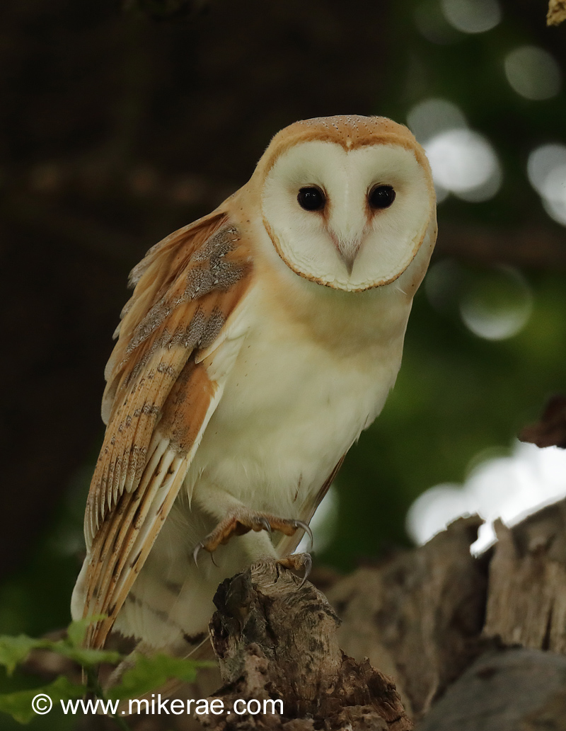 Farming with Wildlife, Norton Suffolk | Mike Rae